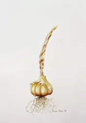 Knoblauch, 1998